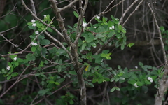 Englerodaphne subcordata