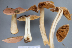 Cortinarius alboroseus