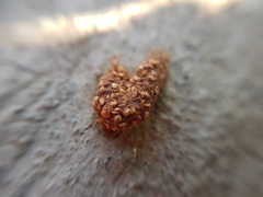 Bassariscus
