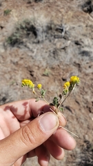 Phacelia lutea