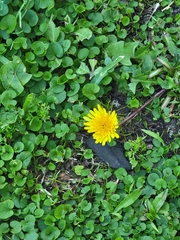 Taraxacum officinale