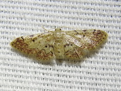 Idaea pervertipennis