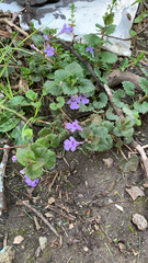 Glechoma hederacea