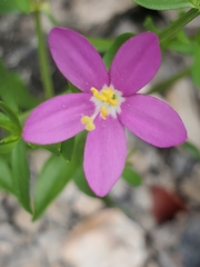 Zeltnera beyrichii