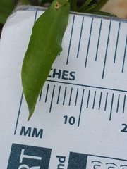 Zeltnera beyrichii