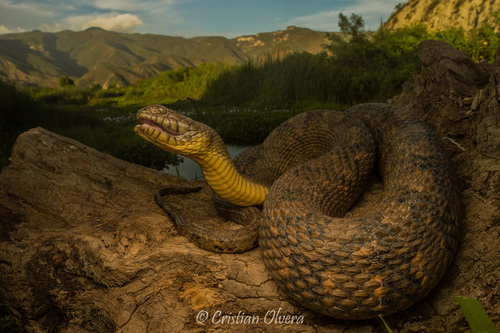 Diamondback Watersnake