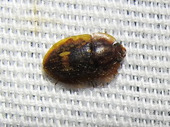 Lobiopa insularis