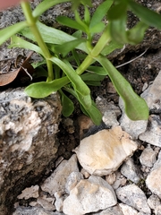 Zeltnera beyrichii