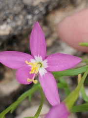 Zeltnera calycosa