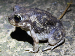 Scaphiopus
