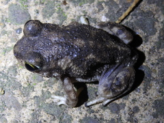 Scaphiopus