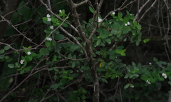 Englerodaphne subcordata