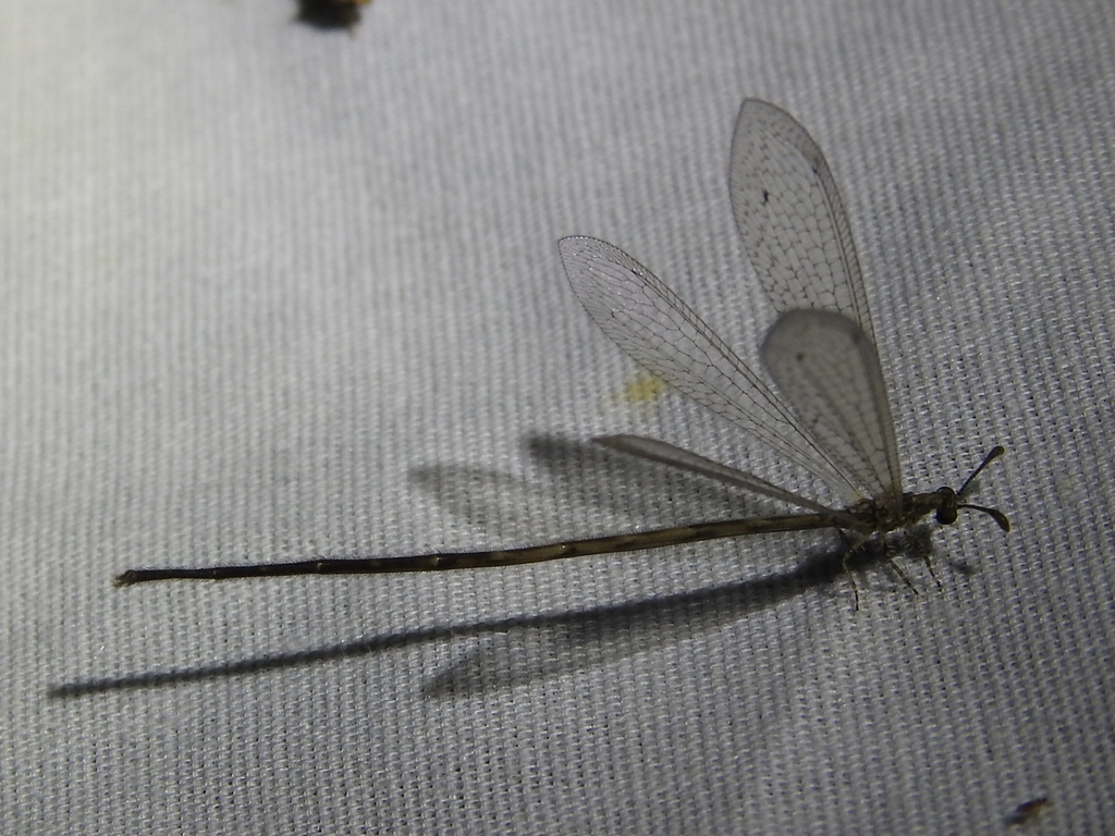 Peruveleon dorsalis