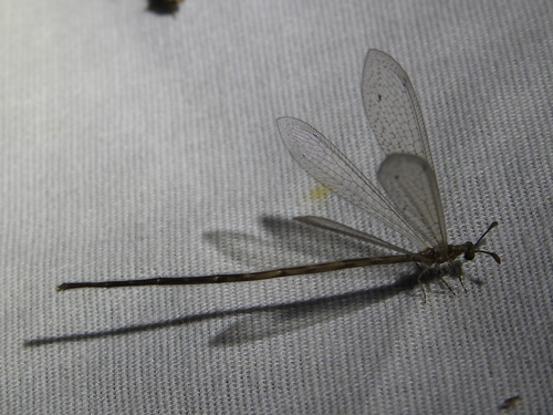 Peruveleon dorsalis