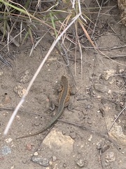 Uta stansburiana