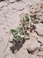 Atriplex saccaria