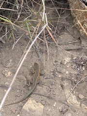 Uta stansburiana
