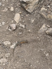 Uta stansburiana
