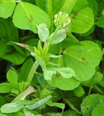 Trifolium striatum