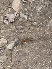 Uta stansburiana