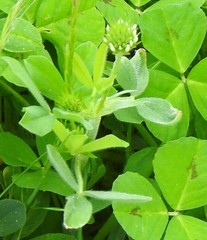 Trifolium striatum