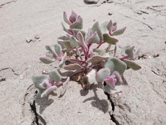 Atriplex saccaria