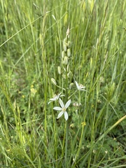 Ornithogalum