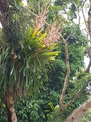 Vriesea philippocoburgi