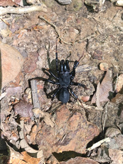 Sphodros atlanticus