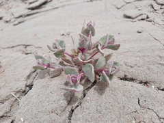 Atriplex saccaria