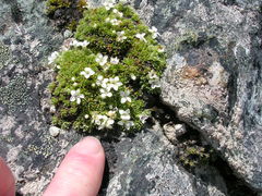 Veronica ciliolata ciliolata
