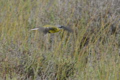Motacilla flava iberiae