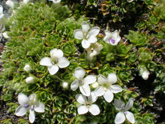 Veronica ciliolata ciliolata