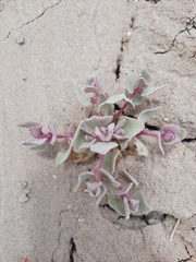 Atriplex saccaria