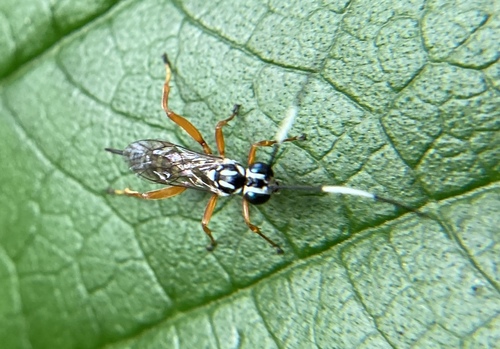Ichneumonidae image