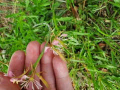 Oenothera sinuosa