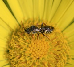 Nomada denticulata