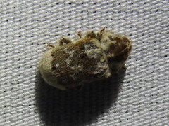 Trichodesma pulchella