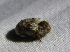 Trichodesma pulchella