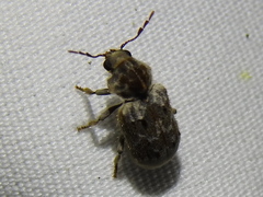 Trichodesma pulchella