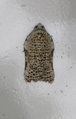 Acleris subnivana