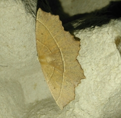 Gerinia honoraria