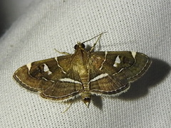 Lamprosema