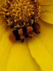 Trichodes bibalteatus