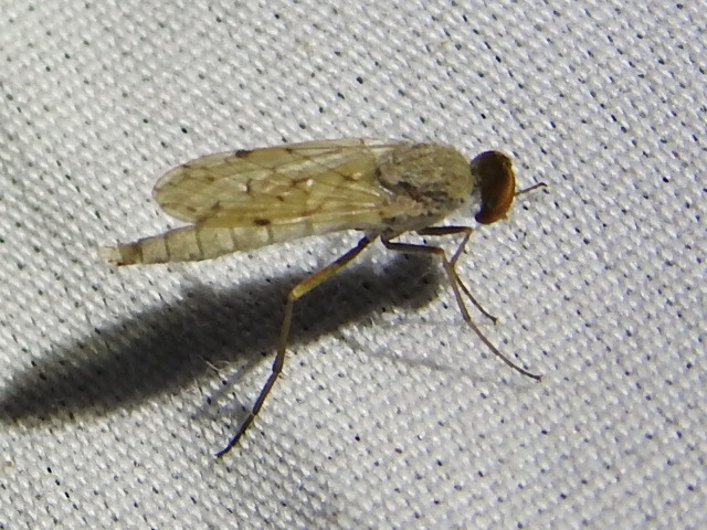 Litolinga acuta