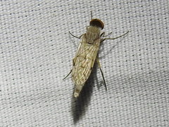 Litolinga acuta