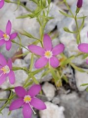 Zeltnera beyrichii