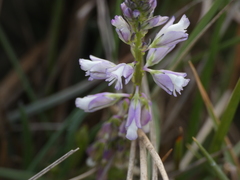 Polygala monspeliaca