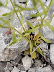 Zeltnera beyrichii