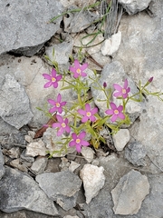 Zeltnera beyrichii